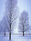 Snow tree image [FINLANDFILES.TK]